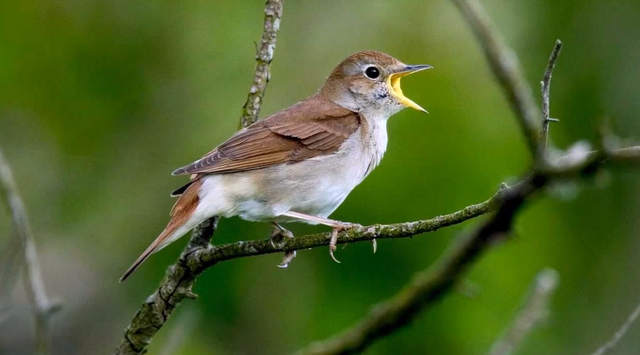 File:Nightingalesonika.png