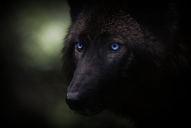 Файл:BlackWolf-4.jpg
