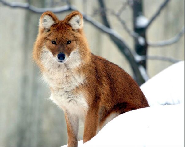 Файл:Red-volk winter-1024x814.jpg