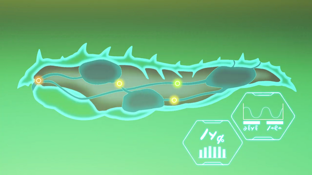 File:S2E09.100. Weblum anatomy diagram.png