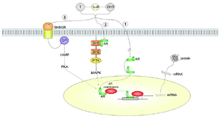 Src kinase steroid receptor coactivator
