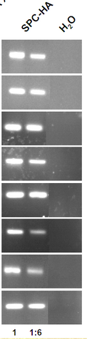 Datei:H20 contrast.png