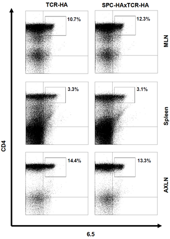 Datei:Mag figure11a.png