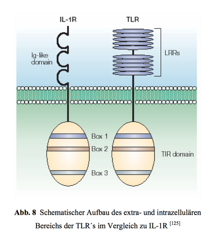 Datei:Seyberth-024-Abb-8.png