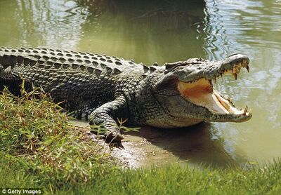 Saltie