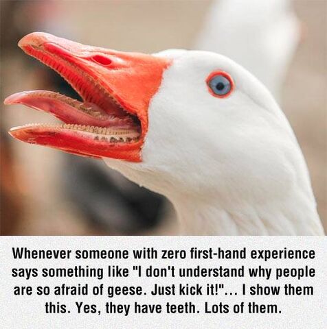 File:Geese are scary.jpg