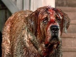 Cujo