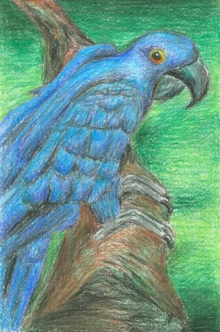 File:Michelle Alonso Hyacinthine Macaw.jpg