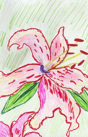 File:Jude Hakim The Lilly.jpg