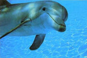 Delphin (1)