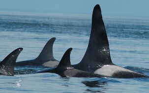 Orca2.jpg