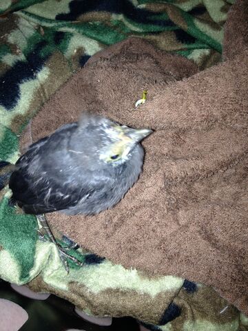 File:Carl the Bird.jpg