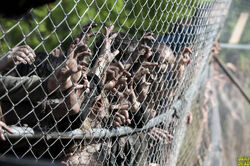 WalkersOnTheFence