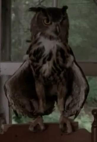 File:Owl 2x01.png