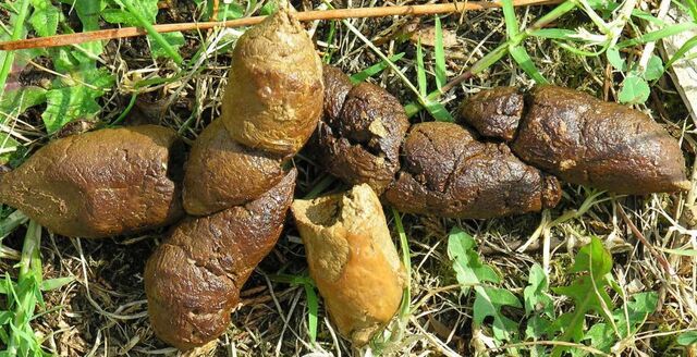 File:Feces 1.jpg