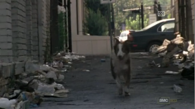File:Dogwla.png