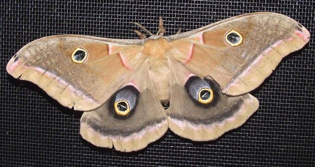 File:MothsO84.jpg