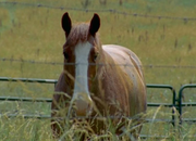 Wd-siggardhorse.png