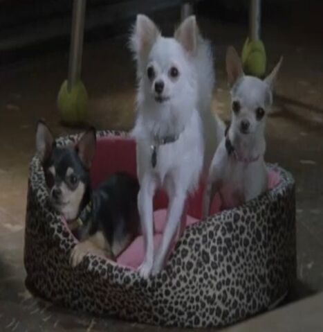 File:Dogs.jpg