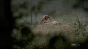 Carol-spying