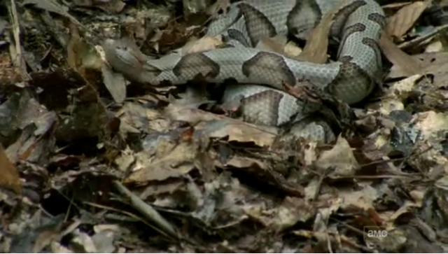File:Snake in chupacabra.png