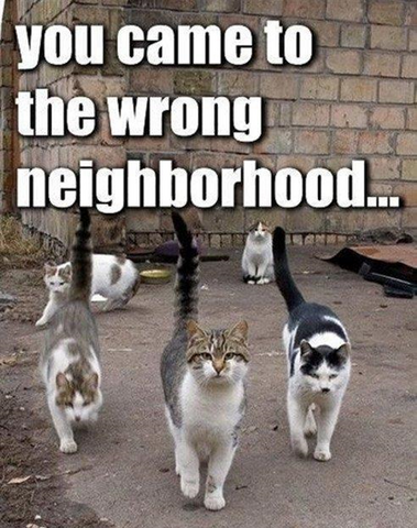 File:Wrong neighborhood.png