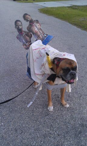 File:Halloween Dog Michonne.jpg