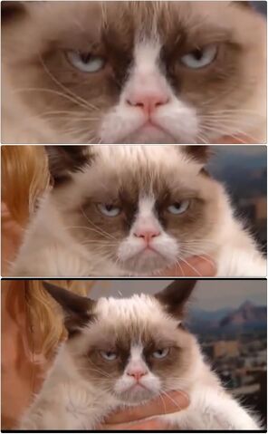 File:Grumpy Cat.jpg