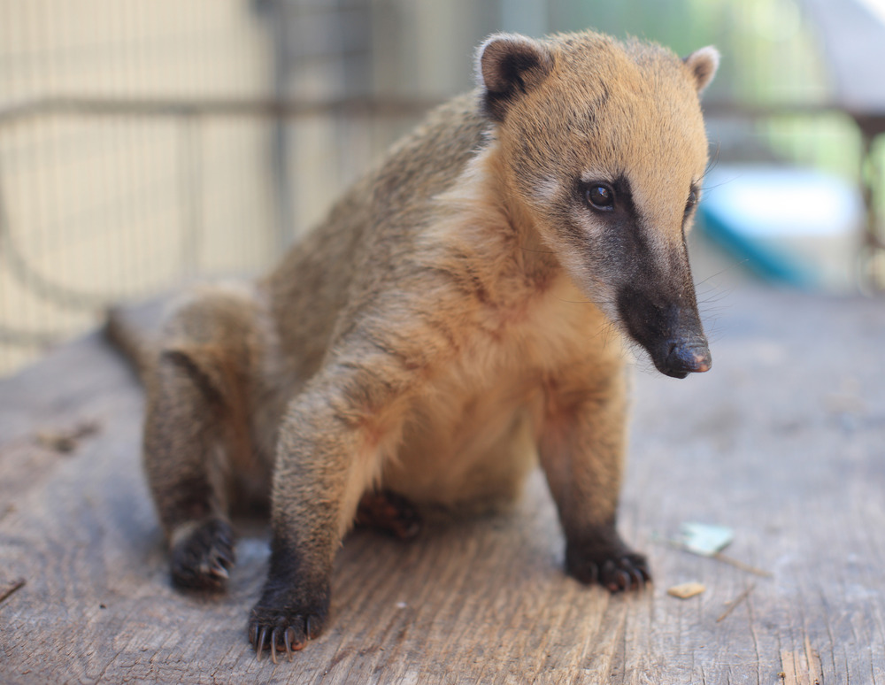 Coatimundi | Walking With Wikis | FANDOM powered by Wikia