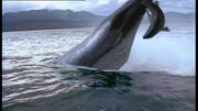 SHARK