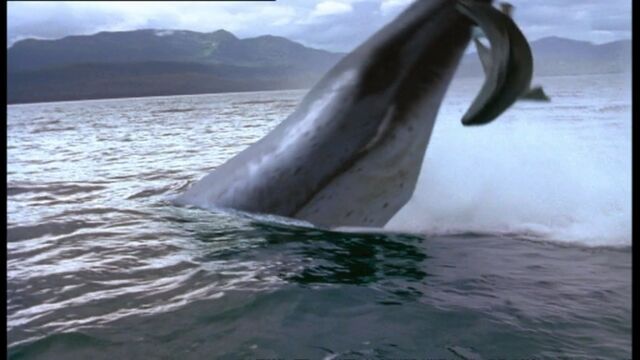 File:SHARK.jpg