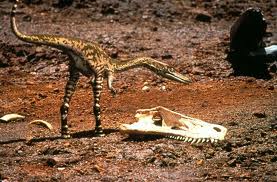 File:Bones.jpg