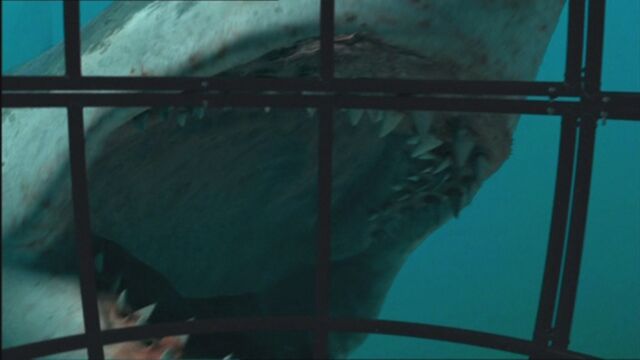 File:SM1x2 MegalodonAttacksCages.jpg