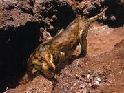 WWDBook Cynodont