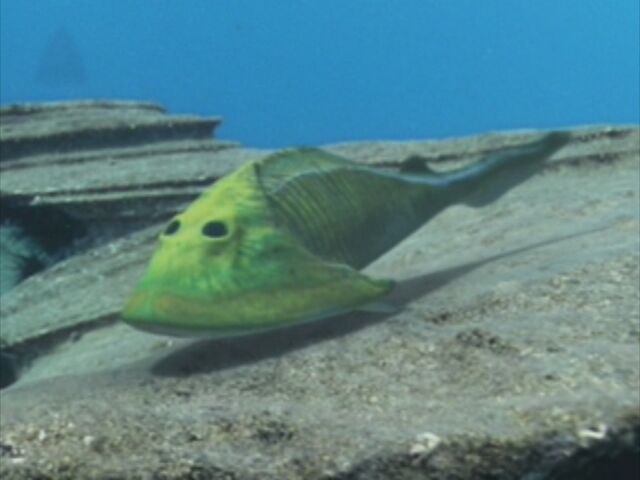 File:WWM1x1 Cephalaspis.jpg