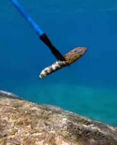 File:Astraspis bait.jpg