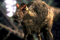 Thumbnail for version as of 10:18, August 29, 2010