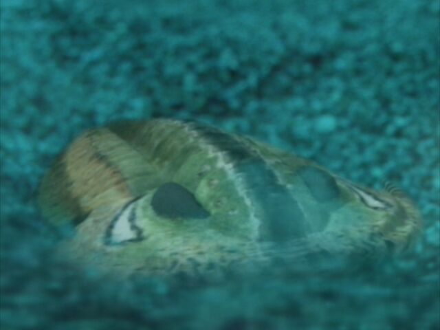 File:WWM1x1 Trilobite.jpg