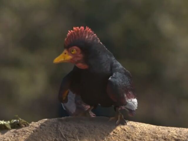 File:Movie Alexornis.jpg