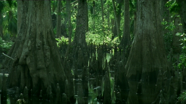 File:Carboniferous Period.png