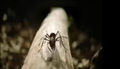 Thumbnail for version as of 18:33, May 22, 2011