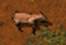 Propalaeotherium