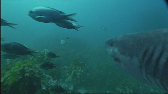 File:SM1x2 MegalodonJuvenileScaresFish.jpg