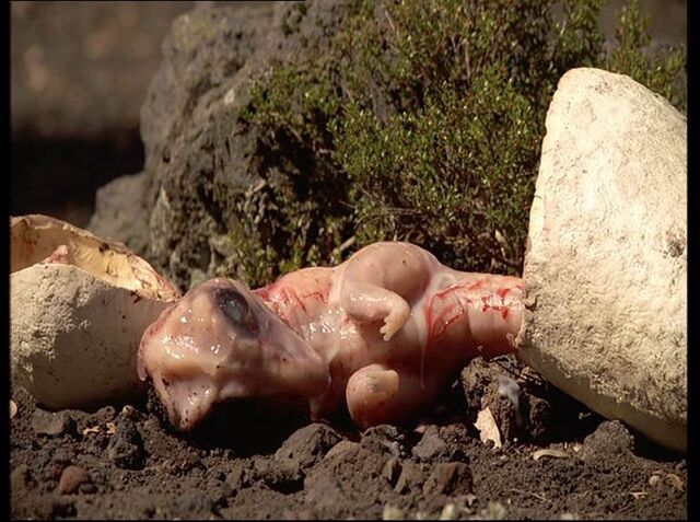 File:1x6 TyrannosaurusEmbryo.jpg