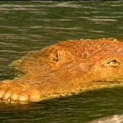 Deinosuchus p1