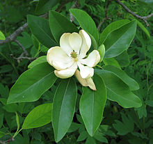 A Flower (Wikipedia Image)