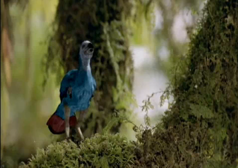 File:Cretaceous bird.png