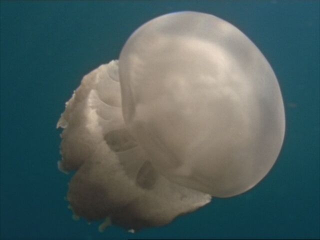 File:WWM1x1 Jellyfish.jpg
