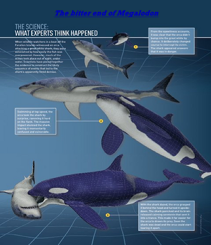 File:OrcaKillsMegalodon.png