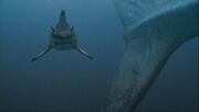 Head on hybodus